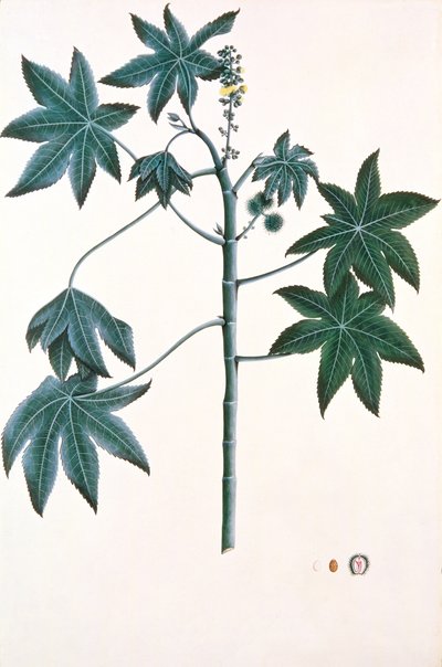 Planta de ricino, c.1801-4 de Indian School